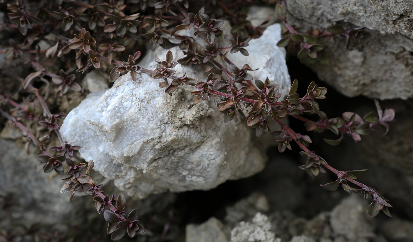 Изображение особи род Thymus.