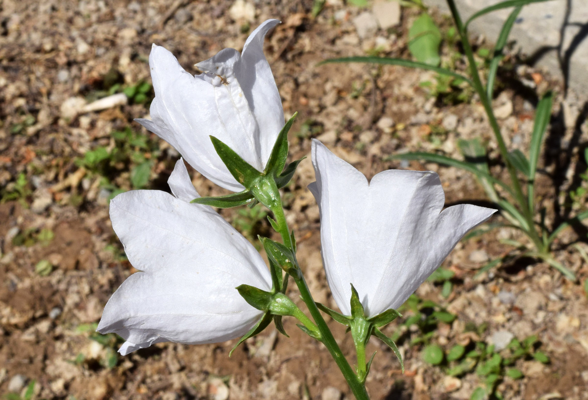 Image of Campanula persicifolia specimen.