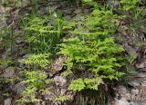Gymnocarpium dryopteris