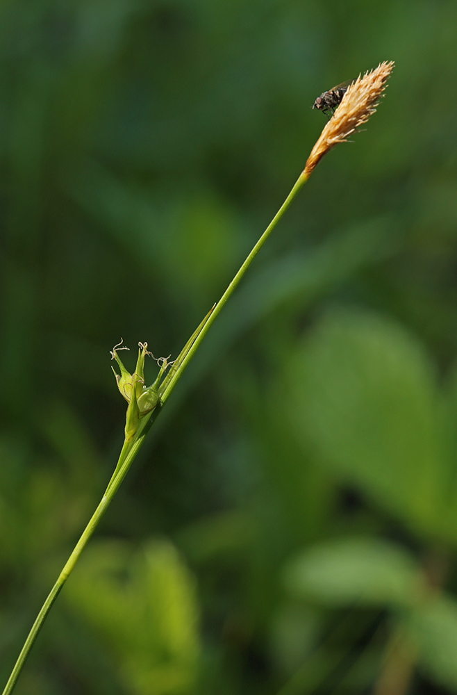 Image of Carex tenuistachya specimen.