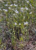 Cerastium arvense