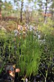 Trichophorum alpinum