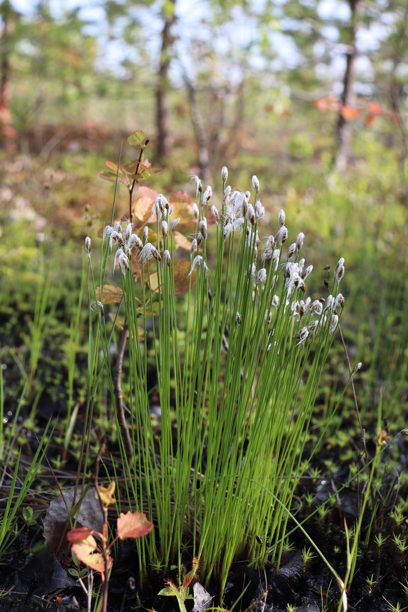 Image of Trichophorum alpinum specimen.