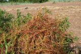 Cuscuta europaea. Побеги, оплетающие Tanacetum vulgare. Ленинградская обл., Ломоносовский р-н, окр. Шепелёвского маяка; п-ов Каравалдай, берег Финского залива, граница закустаренного приморского луга и крупнопесчаного берегового вала. 22.06.2025.