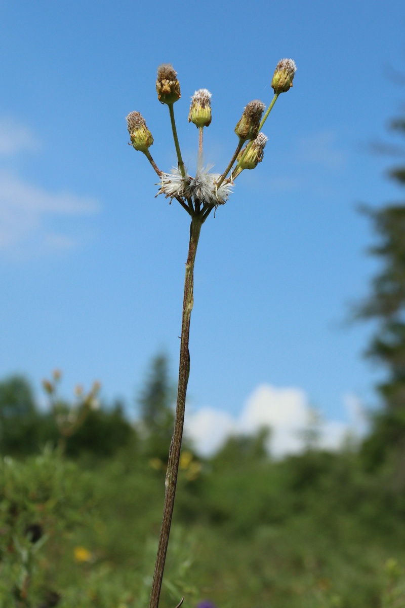 Image of Tephroseris integrifolia specimen.