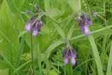 Symphytum officinale