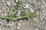род Erodium