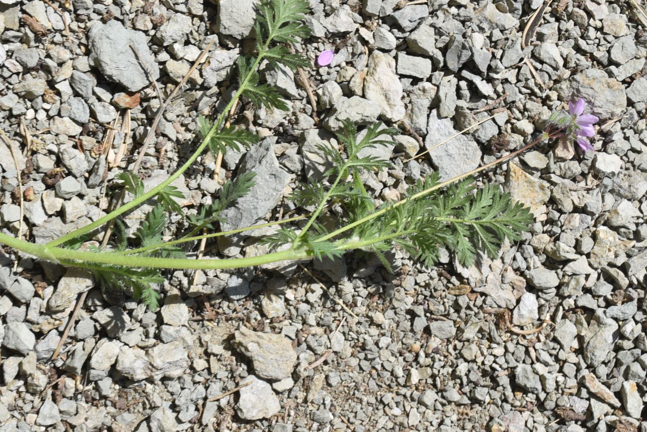 Image of Erodium cicutarium specimen.