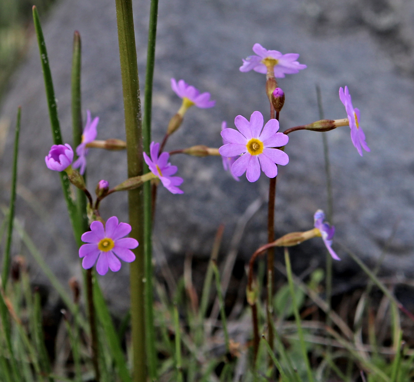 Image of Primula nutans specimen.