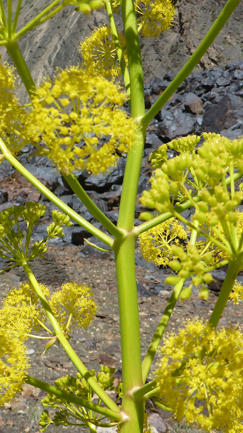 Изображение особи Ferula grigoriewii.