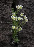 View full-size image Micranthes merkii