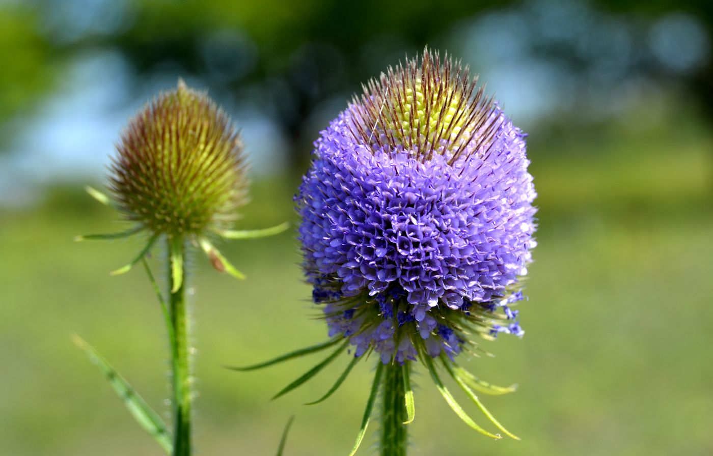 Изображение особи Dipsacus gmelinii.
