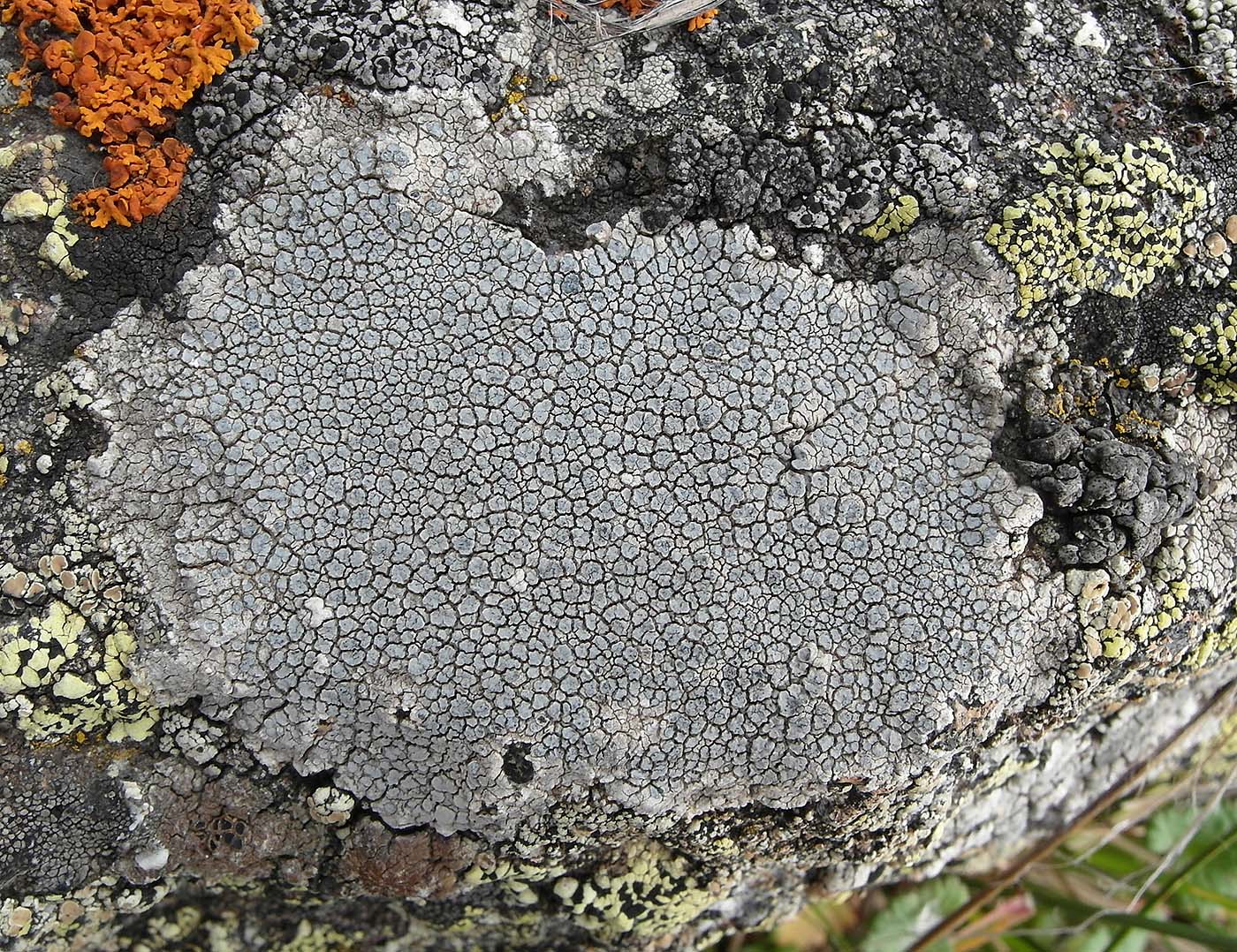 Image of Lecanora rupicola specimen.