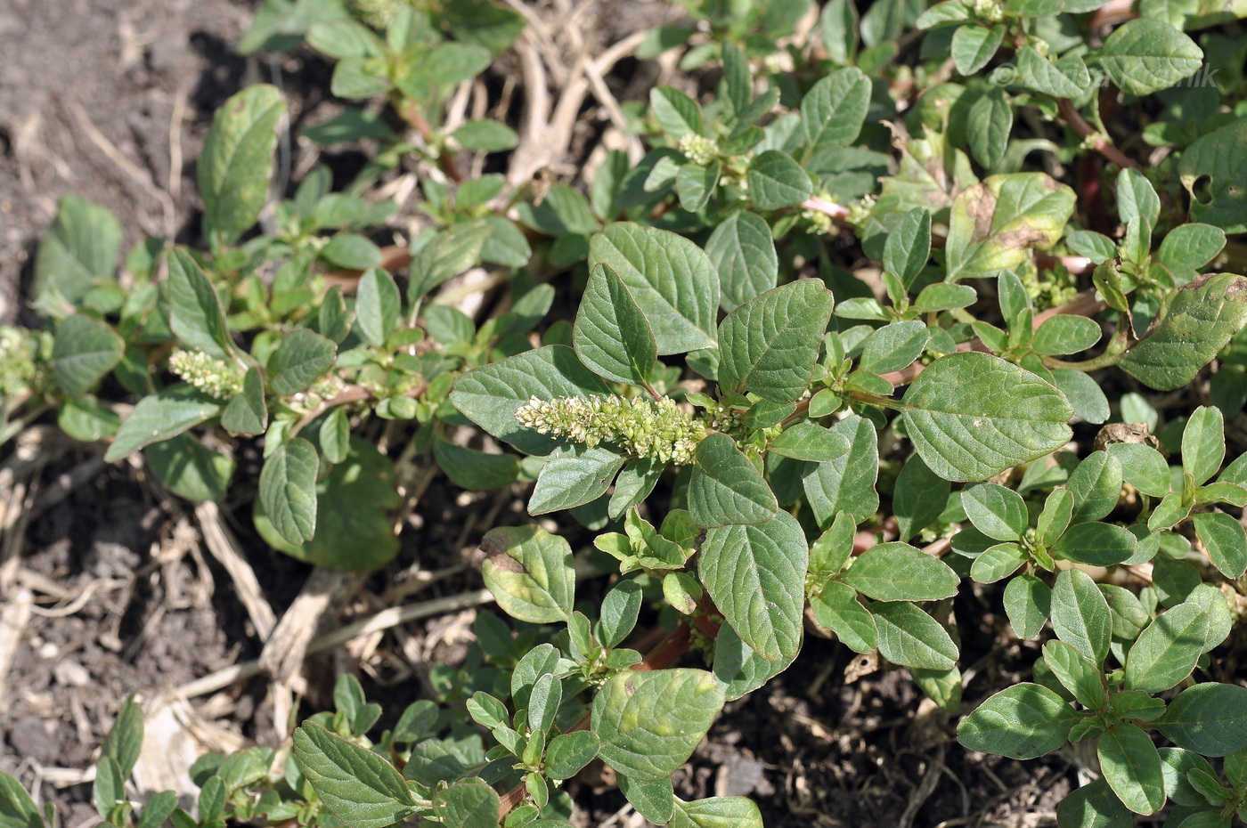 Изображение особи род Amaranthus.