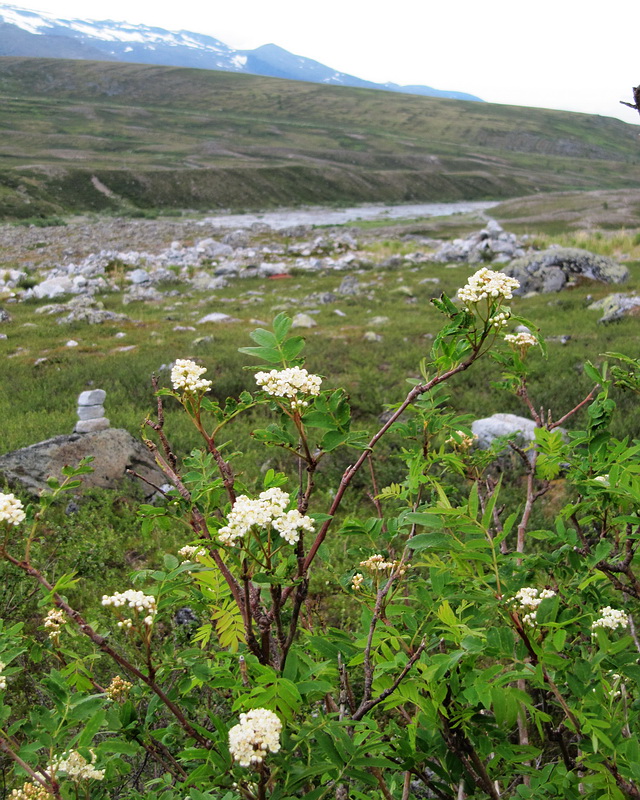 Image of Sorbus sibirica specimen.