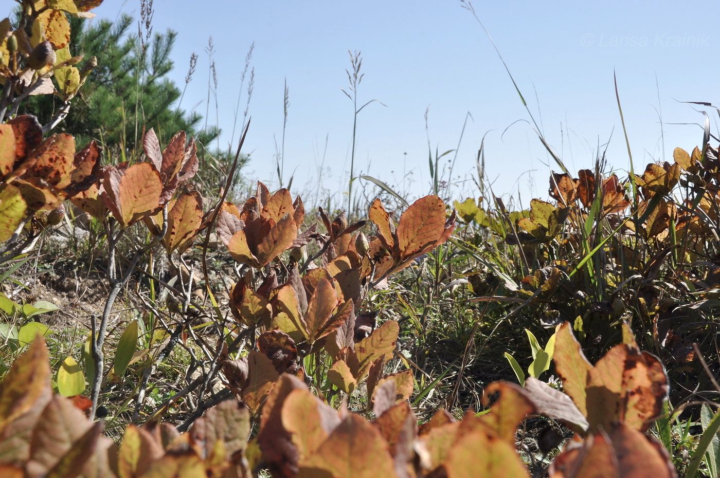 Image of Rhododendron schlippenbachii specimen.