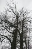 Quercus robur. Кроны деревьев с ещё не облетевшими листьями. Московская обл., ГО Пушкинский, 6-й км Красноармейского шоссе, лесозащитная полоса, в культуре. 26.10.2025.