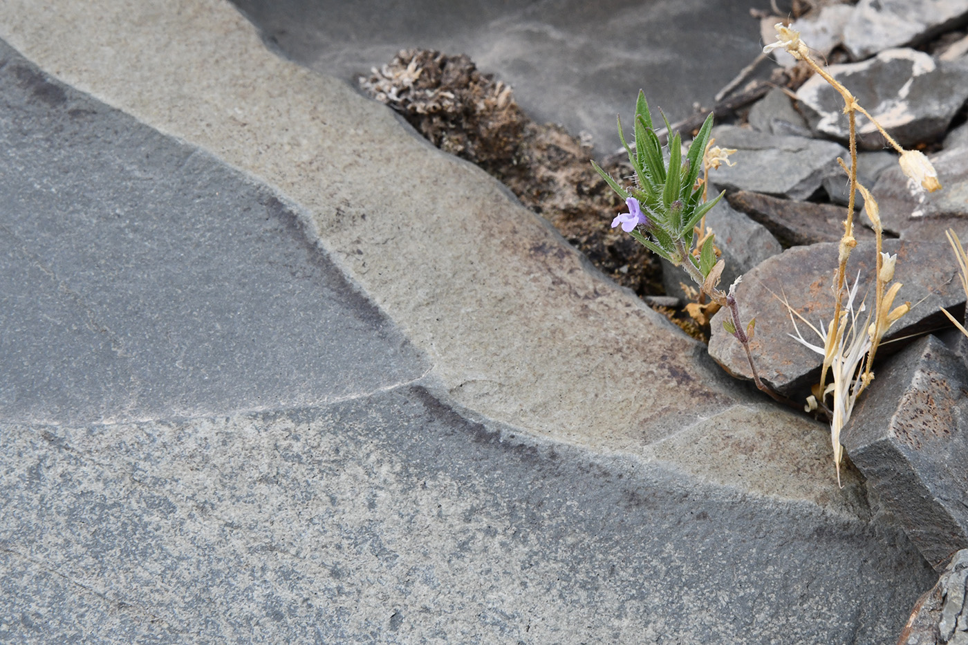 Image of Ziziphora tenuior specimen.