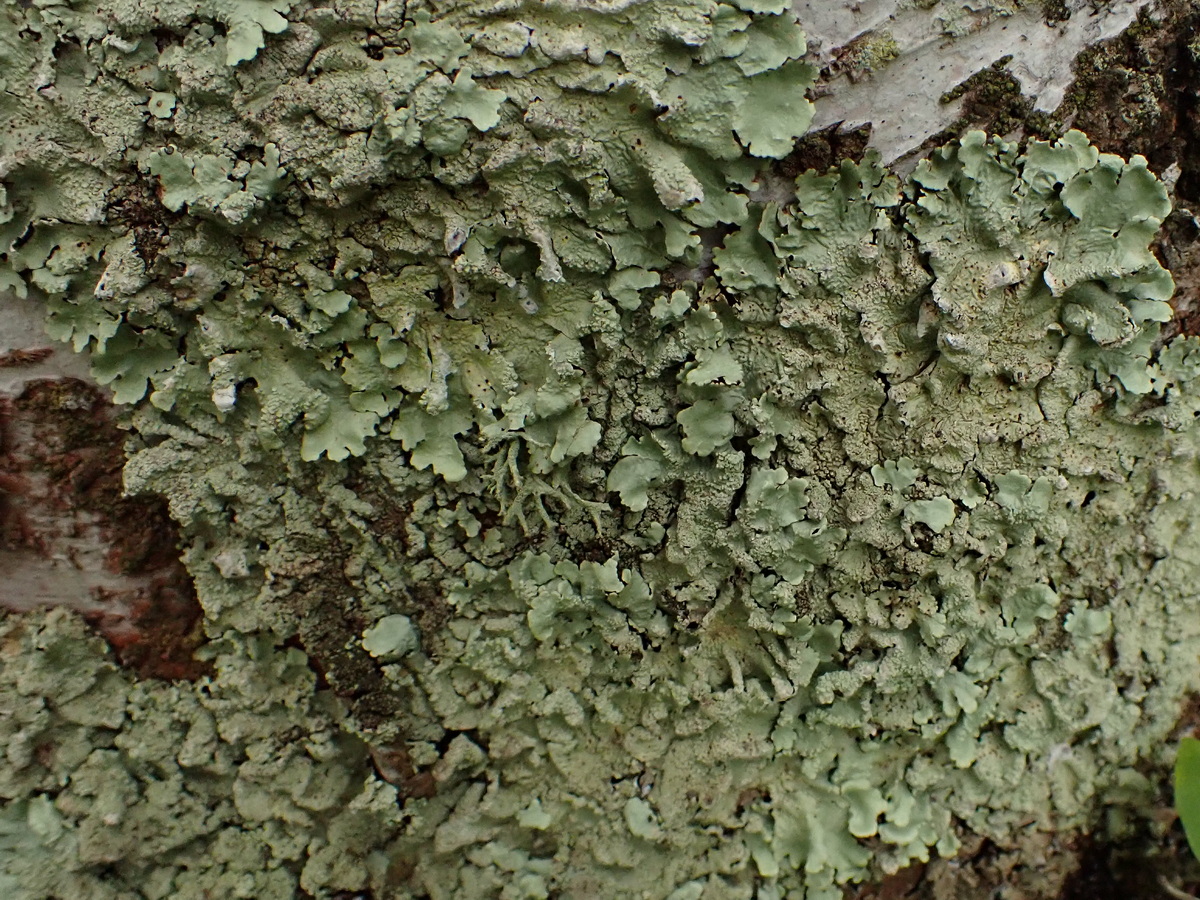 Image of Flavoparmelia caperata specimen.