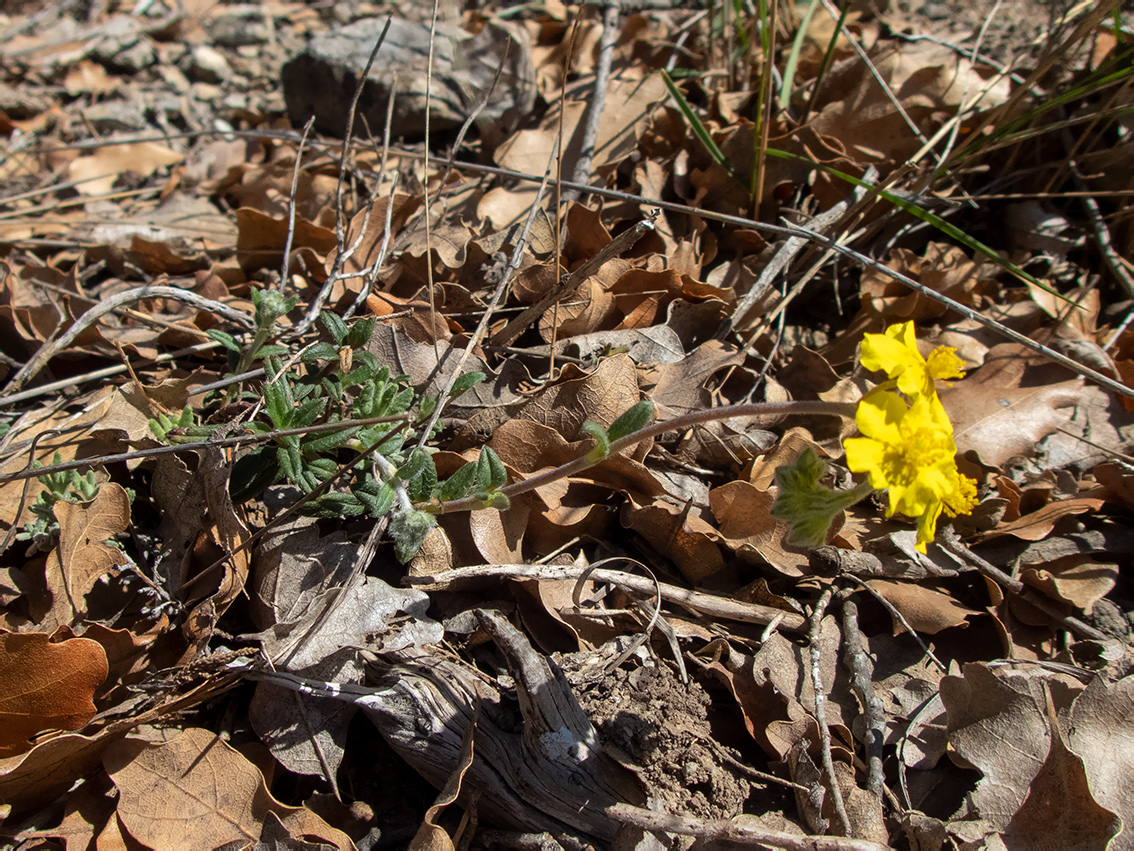 Изображение особи Helianthemum georgicum.
