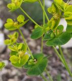 genus Euphorbia. Части соцветий с завязывающимися плодами. Дагестан, Сулакский каньон, смотровая площадка к югу от пос. Дубки, мелкозёмисто-каменистая осыпь. 04.05.2025.