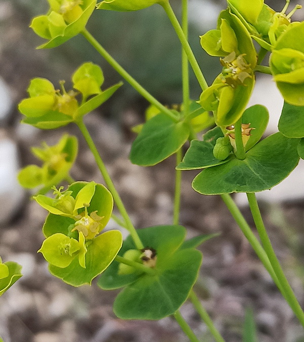 Image of genus Euphorbia specimen.