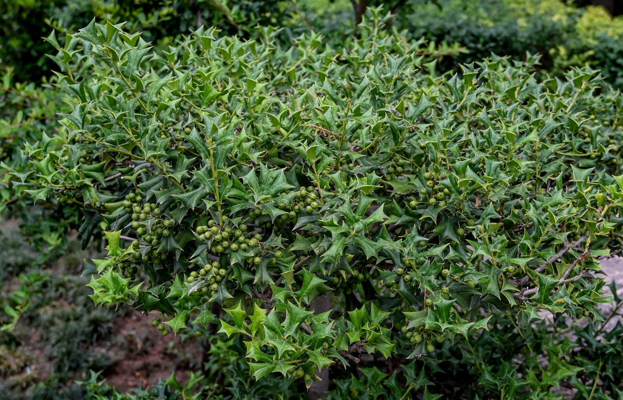 Изображение особи Ilex cornuta.