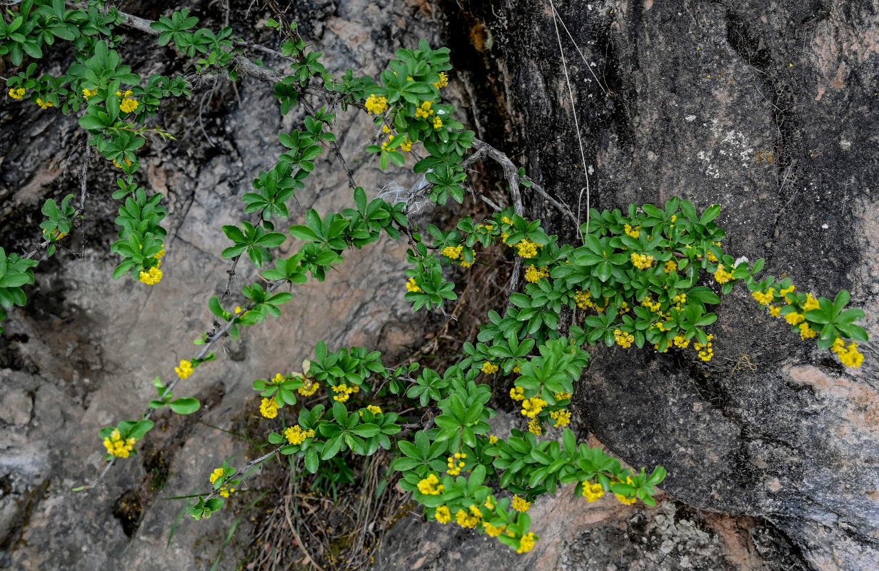Изображение особи Berberis dubia.