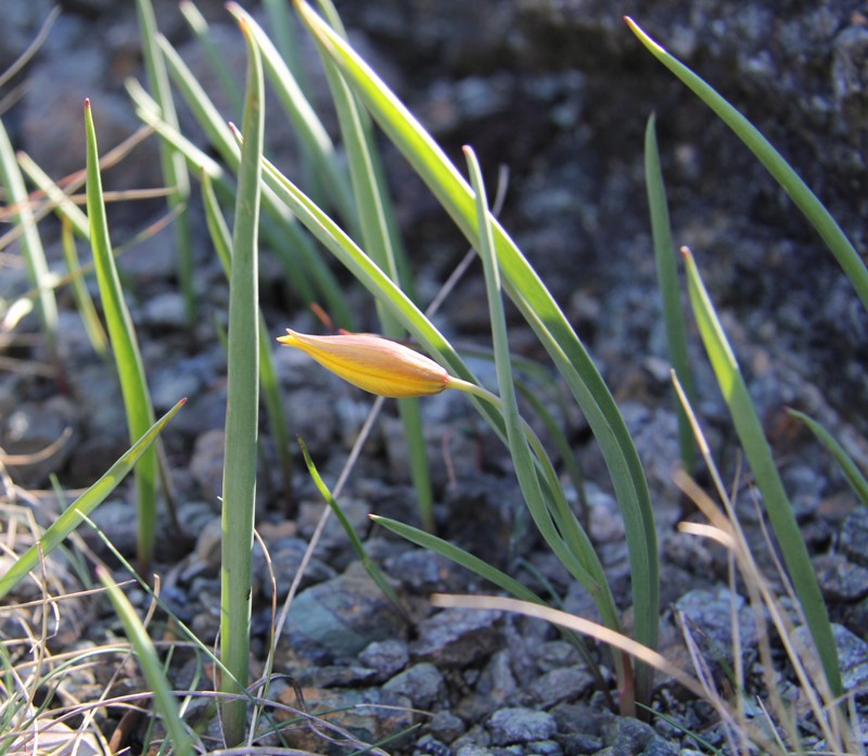 Изображение особи Tulipa australis.