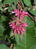 Monarda didyma