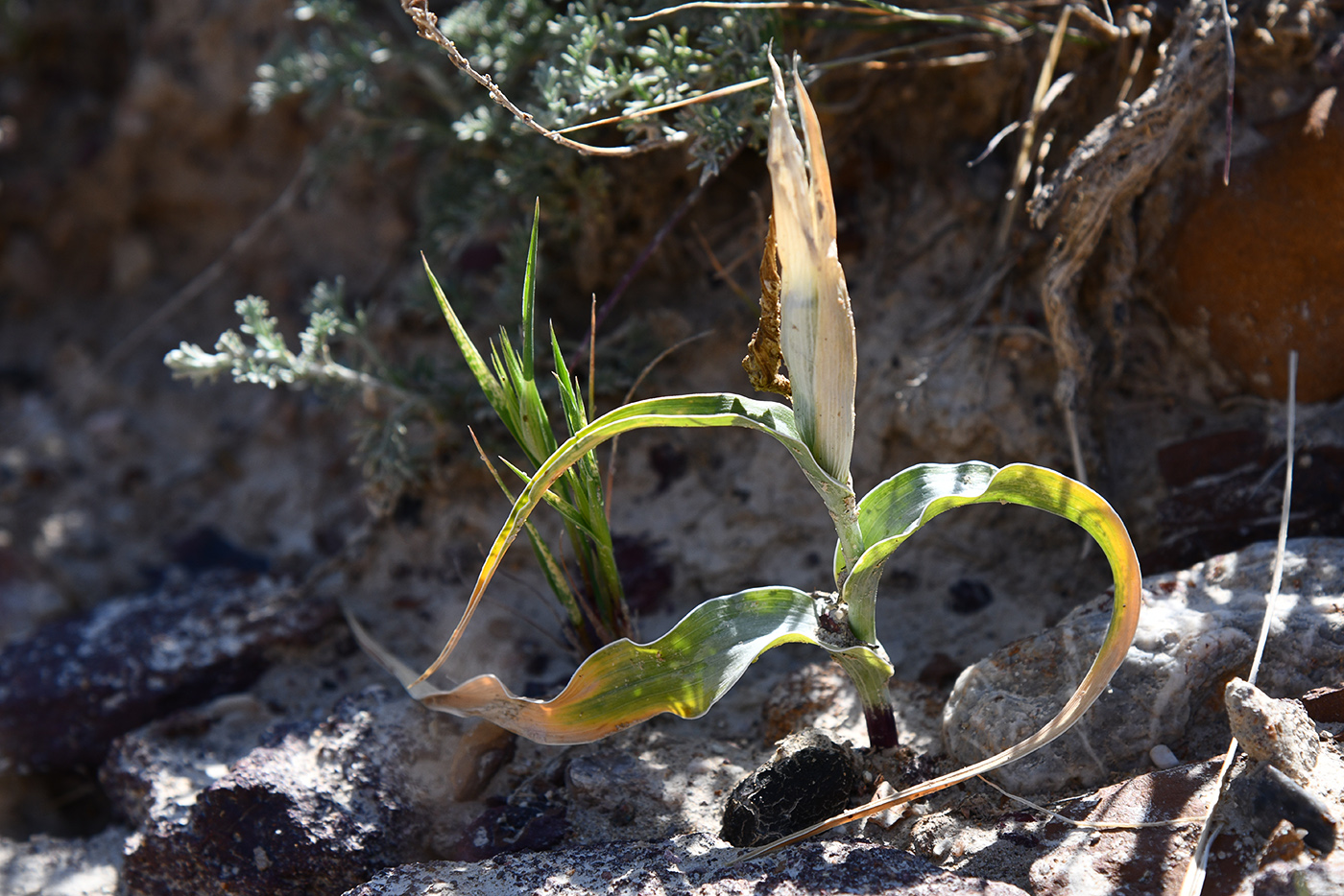 Image of Juno narbutii specimen.