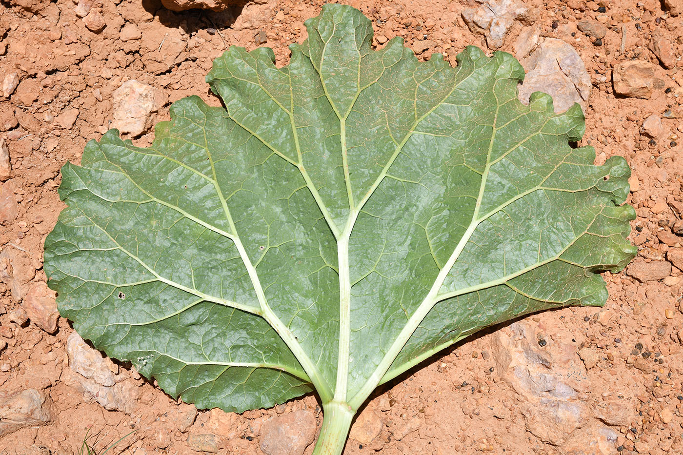 Изображение особи род Rheum.