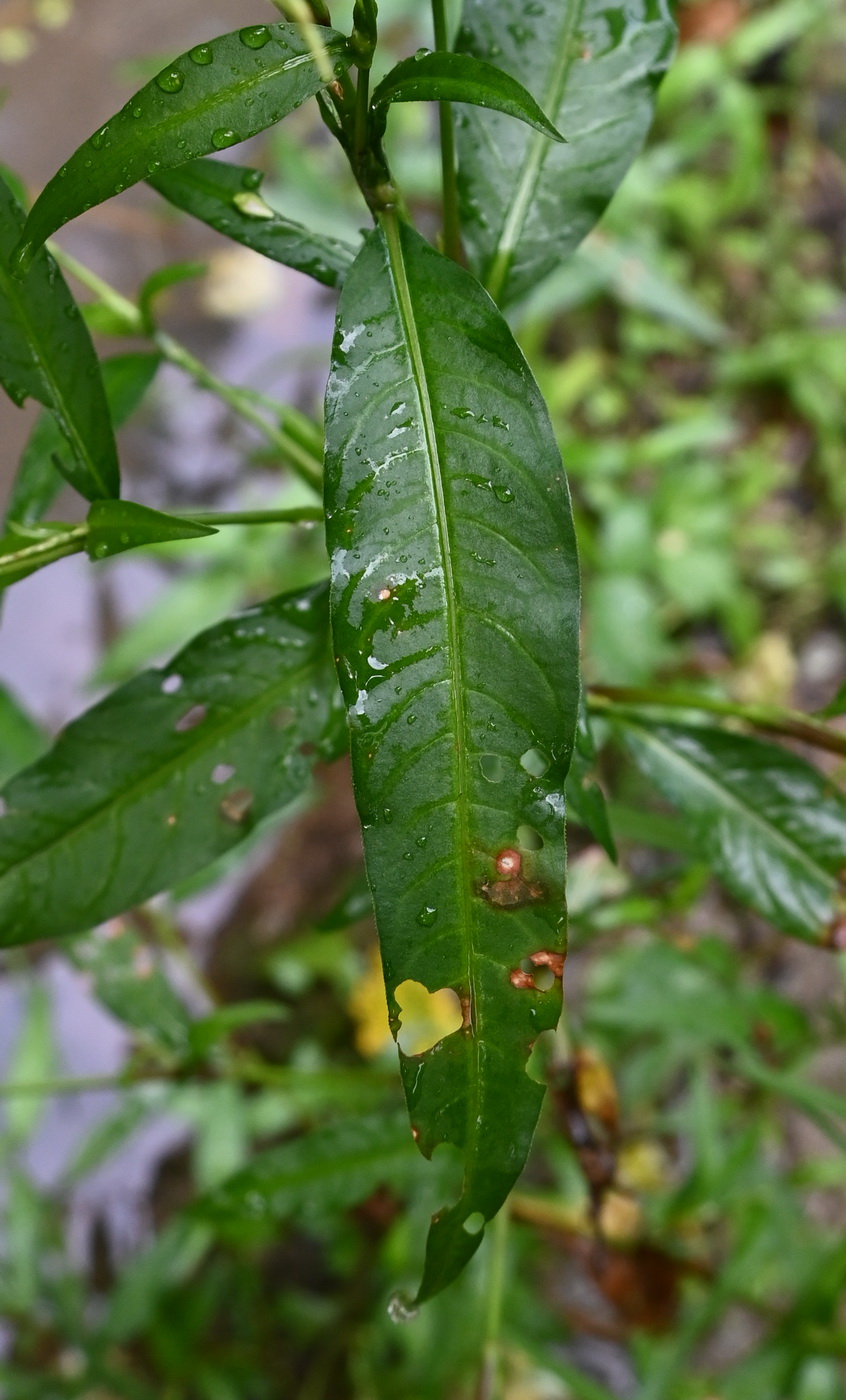 Image of genus Persicaria specimen.