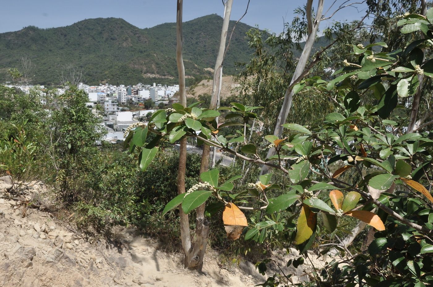 Image of genus Croton specimen.