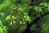 Acer barbinerve. Ветвь с молодыми листьями и соцветиями. Южное Приморье, Сихотэ-Алинь, Лазовский заповедник, дол. р. Перекатная. 19.05.2001.