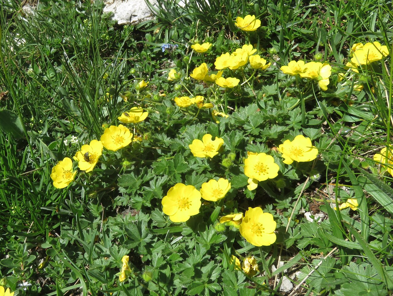 Image of Potentilla crantzii specimen.