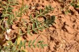 Astragalus dolichophyllus. Листья (адаксиальная сторона). Астраханская обл., Приволжский р-н, окр. пос. Кизань, западный склон бэровского бугра Кара-Тюбе. 08.05.2026.