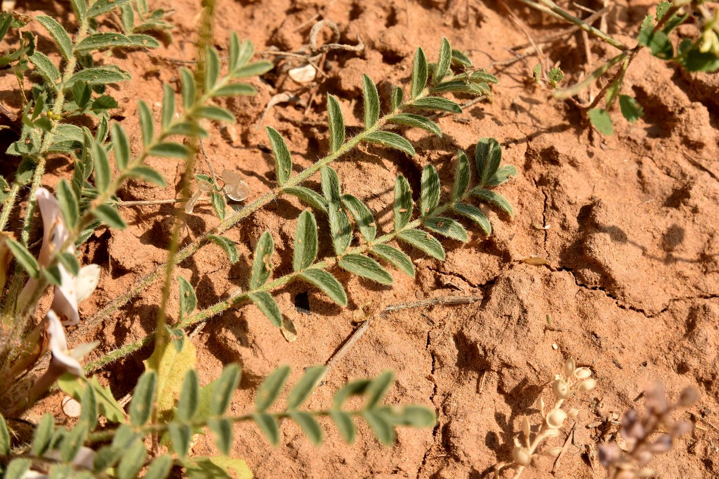 Изображение особи Astragalus dolichophyllus.