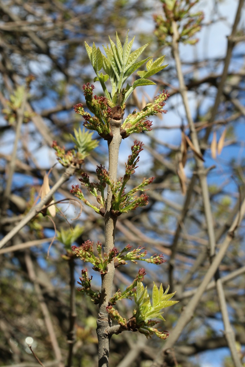 Изображение особи Fraxinus pennsylvanica.