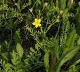 Potentilla bifurca. Цветущее растение. Красноярский край, г. Красноярск, гора Караульная, южный склон. 20.06.2026.