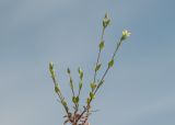 Arenaria serpyllifolia