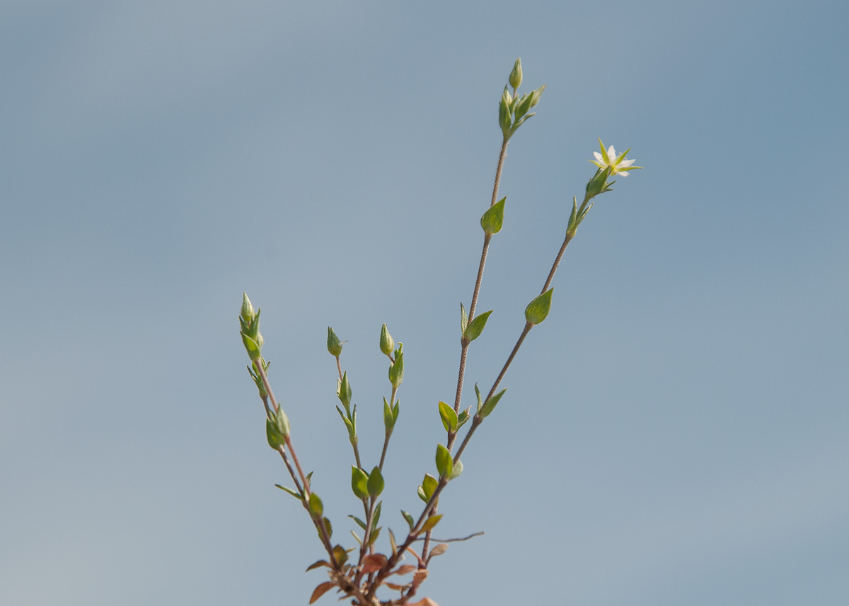 Изображение особи Arenaria serpyllifolia.