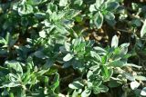 genus Polygonum