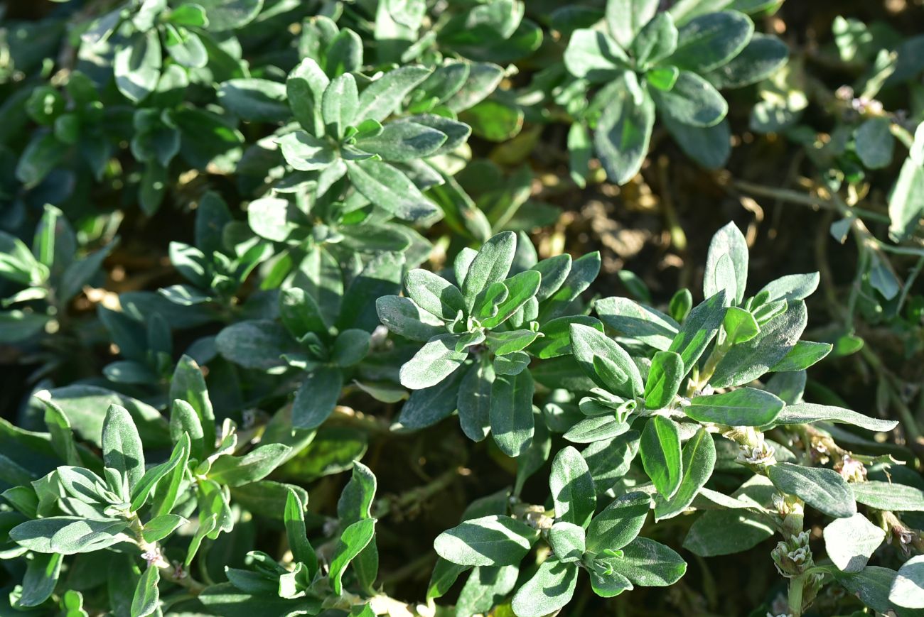 Image of genus Polygonum specimen.