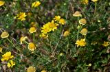 Glebionis coronaria. Верхушки побегов с цветущими и отцветающими соцветиями. Португалия, г. Лиссабон, сухой склон, у дороги. 15.06.2026.
