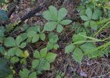 Смотреть изображение Rubus saxatilis