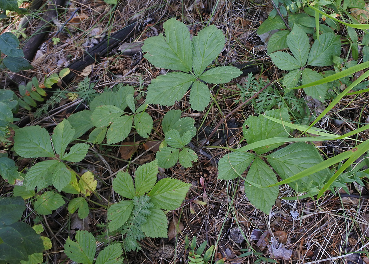 Изображение особи Rubus saxatilis.