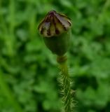 Papaver rhoeas