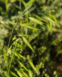 Bromus squarrosus. Соцветие с сидящим жуком. Оренбургская обл., Саракташский р-н, Жёлтинский сельсовет, хр. Карамурунтау, подножие горы Нос, разнотравно-злаковый луг. 10 июня 2025 г.