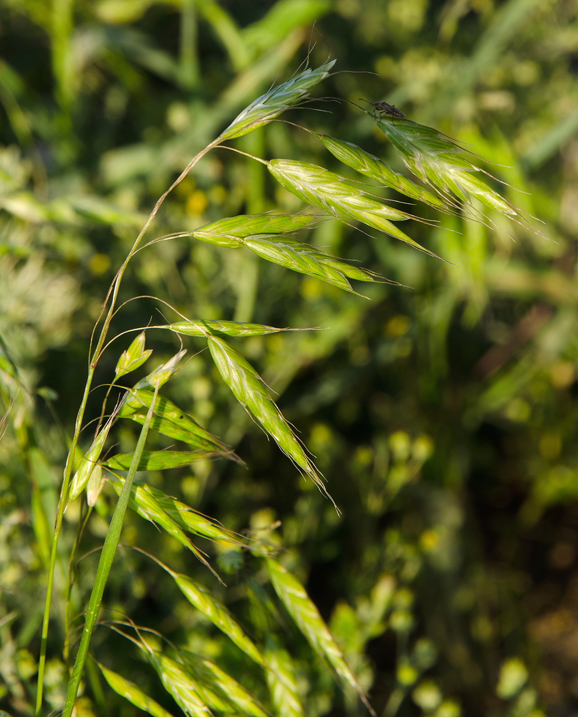 Изображение особи Bromus squarrosus.